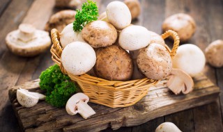 蘑菇做法大全家常菜 各种蘑菇的做法大全