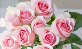 粉红玫瑰花语 粉红玫瑰花语是什么