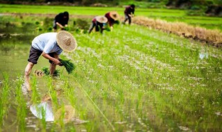 芒种时节的民俗活动（芒种有哪些民俗活动）