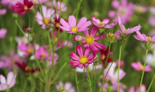 真正的格桑花花语 真正的格桑花花语怎么改成网名