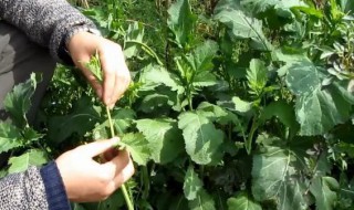 野腊菜的功效 野腊菜的功效食用方法