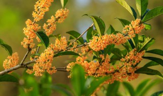 桂花浇水方法（桂花浇水的正确方法）