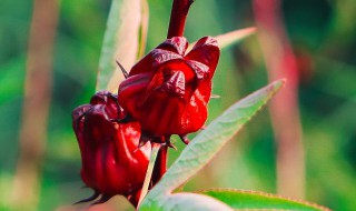 洛神花茶怎么喝（洛神花茶怎么喝才减肥）