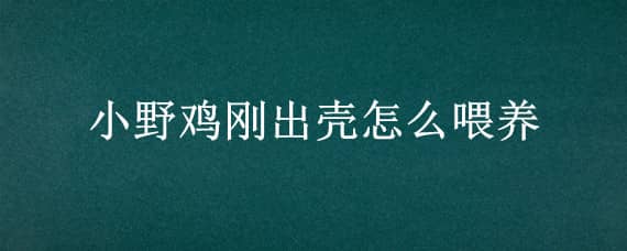 小野鸡刚出壳怎么喂养_养鸡人必看