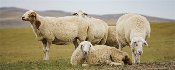 羊圈灯开一夜对羊有好处吗 羊圈晚上开灯对母羊有影响吗