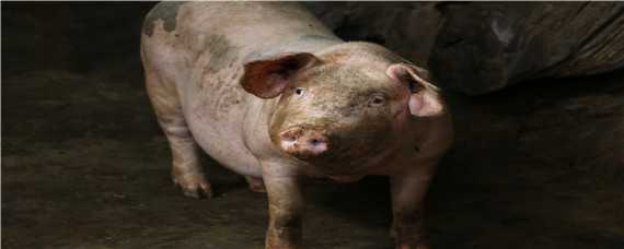 非洲猪瘟怎么检测 非洲猪瘟如何检测