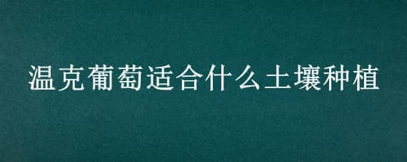 温克葡萄适合什么土壤种植 葡萄品种温克