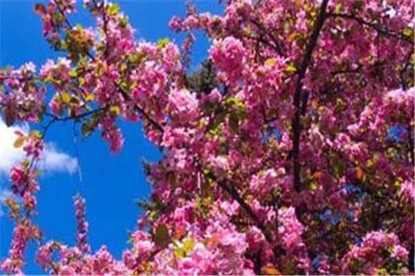 2022年日本樱花什么时候开，花期预测 2020日本樱花季预测