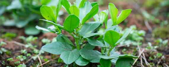 蚕豆除草用什么除草剂（蚕豆田里的杂草用什么除草剂）