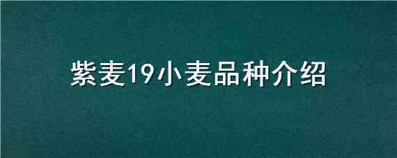 紫麦19小麦品种介绍（紫色的小麦是什么品种）