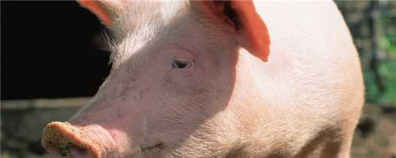 母猪吃自己的粪便是什么原因（母猪吃自己拉的屎是什么病?）
