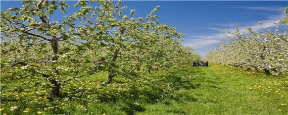 苹果树适合什么土壤生长 苹果树种在什么土壤里