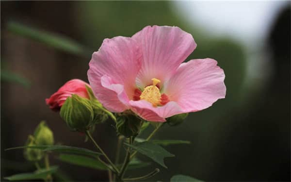 芙蓉花如何养殖，哪种土质最好（芙蓉花如何养殖,哪种土质最好呢）