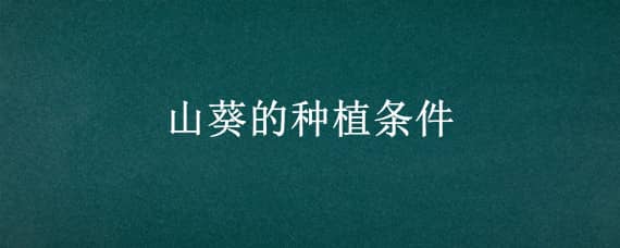 山葵的种植条件 山葵的种植条件和方法