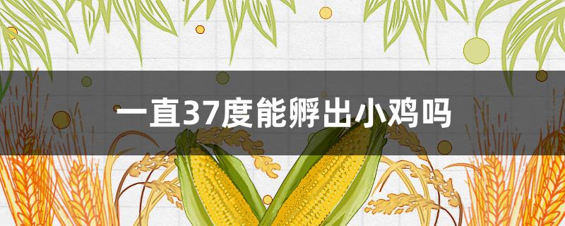 一直37度能孵出小鸡吗 温度37能孵化出小鸡吗