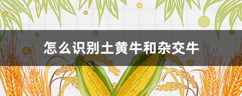 怎么识别土黄牛和杂交牛（南方土黄牛杂交什么牛好）