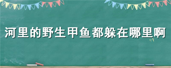 河里的野生甲鱼都躲在哪里啊（野生甲鱼出没的地方）