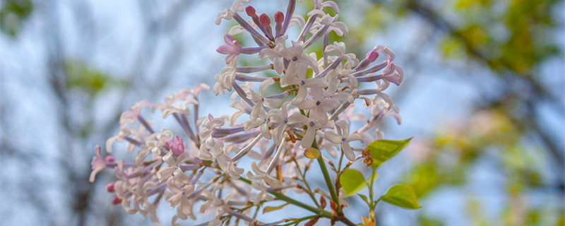 紫丁香花花语 紫丁香花花语和寓意