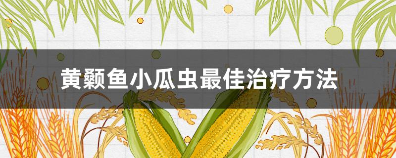 黄颡鱼小瓜虫最佳治疗方法 黄颡鱼纤毛虫治疗