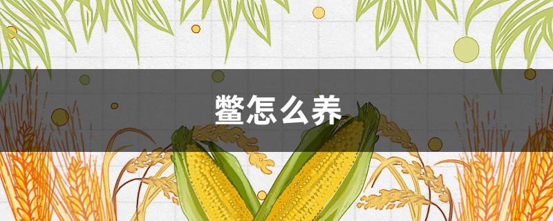 鳖怎么养（珍珠鳖怎么养）