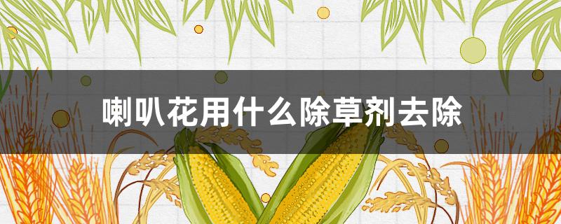 喇叭花用什么除草剂去除 除喇叭花的农药