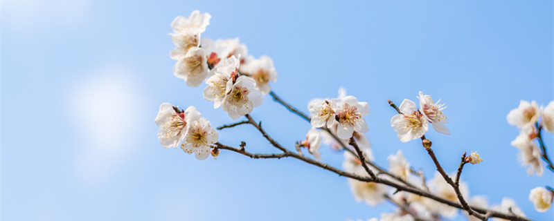 雀梅鲜切花如何养护 雀梅切花怎么养