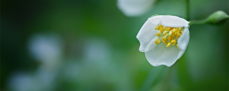 茉莉花冬天会冻死吗（茉莉花冬天冻死了）