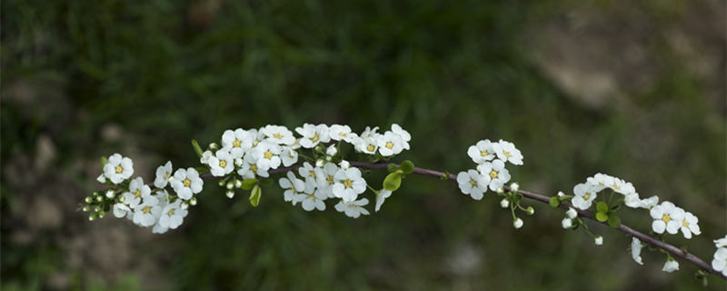 小手球花是什么植物 小手球花科属