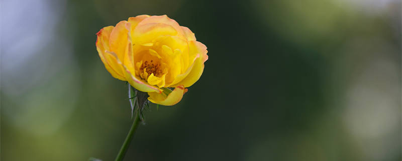 月季花是哪个城市的市花?（月季花在什么城市）