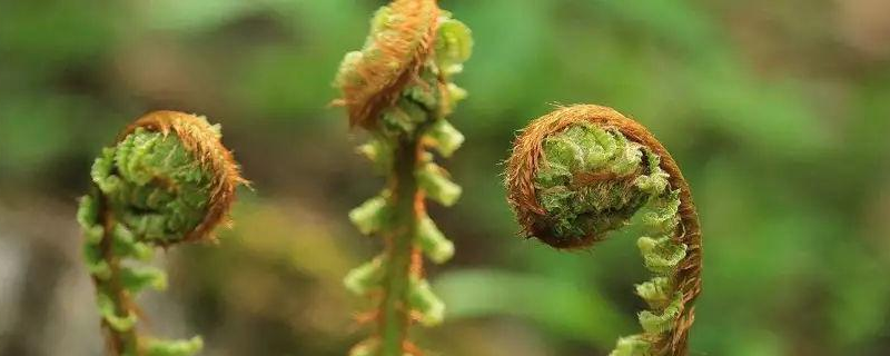 猴腿菜种植技术，详细介绍 野生猴腿种植方法