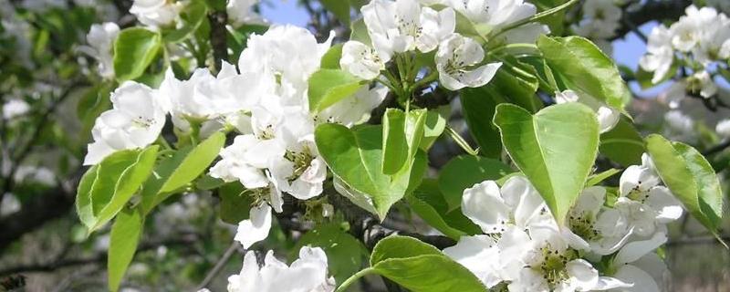 苹果树的花期，花期打什么药 苹果树开花期能打药吗