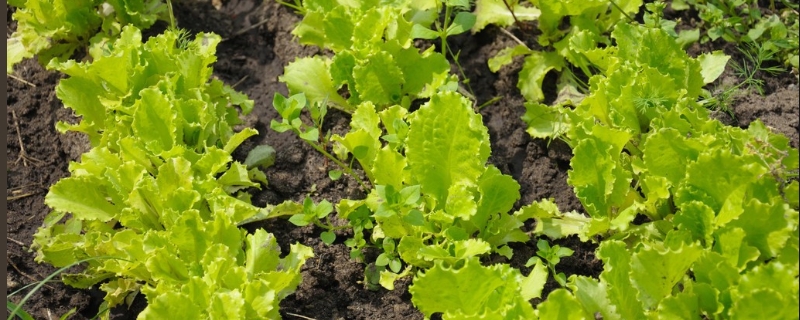 生菜应该怎样种植，生菜种植有哪些要点