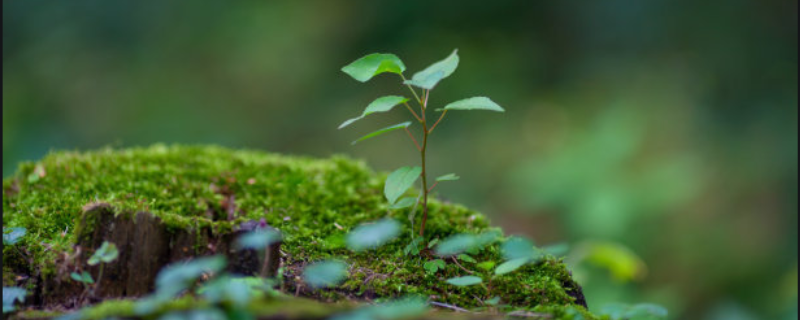 种植什么树苗赚钱 现在种植什么树赚钱