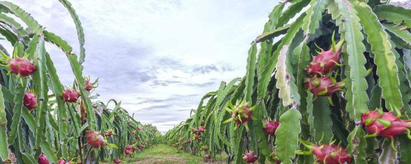 火龙果树种植方法，生长期间注意多保湿、施肥