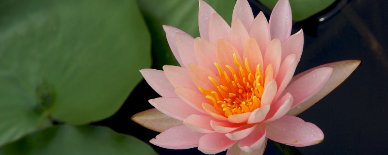 莲花的开花季节，附其产地生境 莲花在什么环境下生长