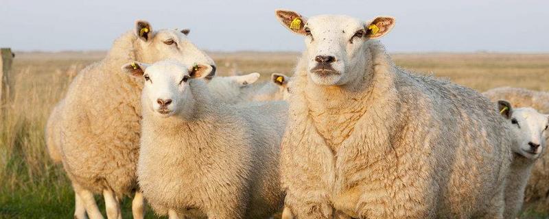 育肥羊饲料配方，羔羊混合精料配方 育肥羊的精饲料配方