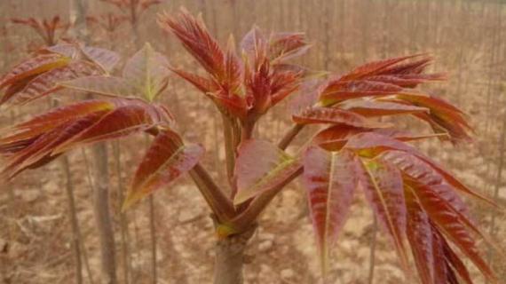 香椿上市季节（香椿什么季节上市）