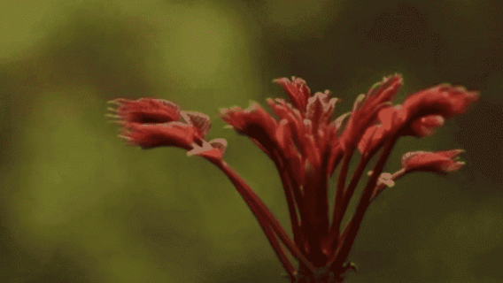 香椿怎么种植什么时间种（香椿怎么种植技术视频）