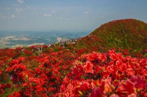 丹寨龙泉山杜鹃花什么时候开 贵州丹寨龙泉山杜鹃花什么时候开