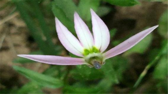 半边莲怎么种植（半边莲怎么种植才能开花）