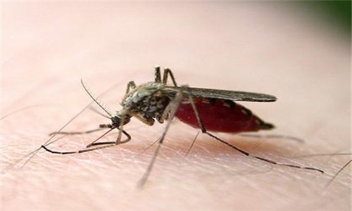 蚊子吸血后肚子爆了能活吗 蚊子吸爆肚子还能活吗