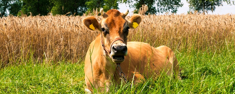 牛的反刍是怎么回事 牛的反刍现象是什么意思