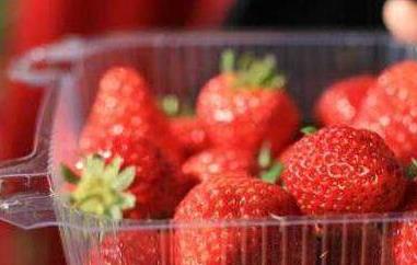 哪些人不宜吃草莓 哪些人不宜吃草莓籽