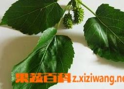 桑叶的食用方法和功效作用（桑叶的食用方法和功效作用）