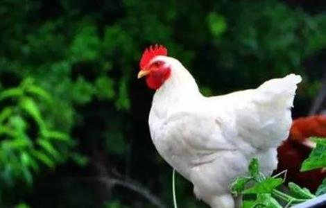 白羽肉鸡的养殖方法（白羽肉鸡的养殖方法视频）