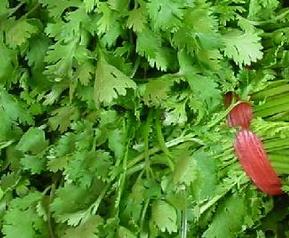 芫荽的功效与作用（芫荽的功效与作用及营养价值）