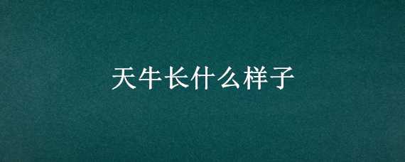 天牛长什么样子 天牛长什么样子视频