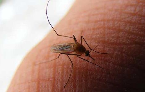 蚊子为什么要吸血 蚊子为什么要吸血 科普
