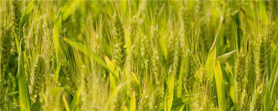 小麦白锈病用什么农药 小麦锈病打什么农药