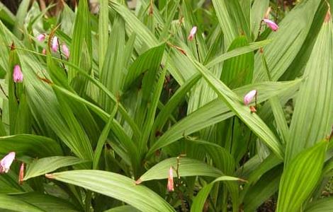 白芨种苗价格及种植方法 白芨种苗价格及种植方法